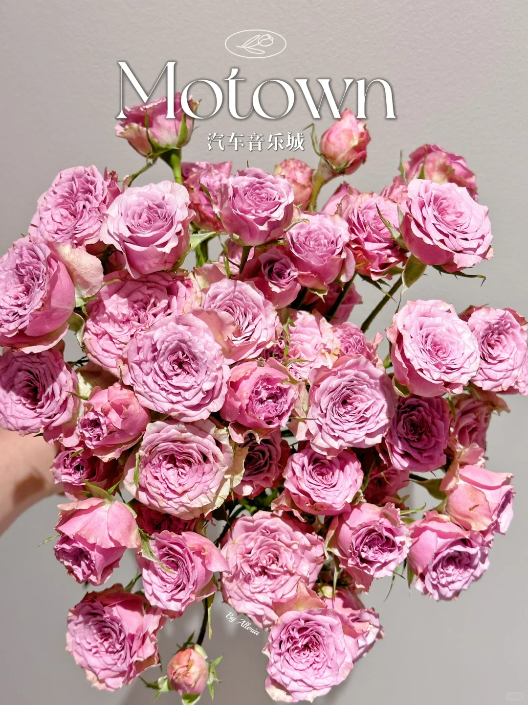 玫瑰｜汽车音乐城 Motown