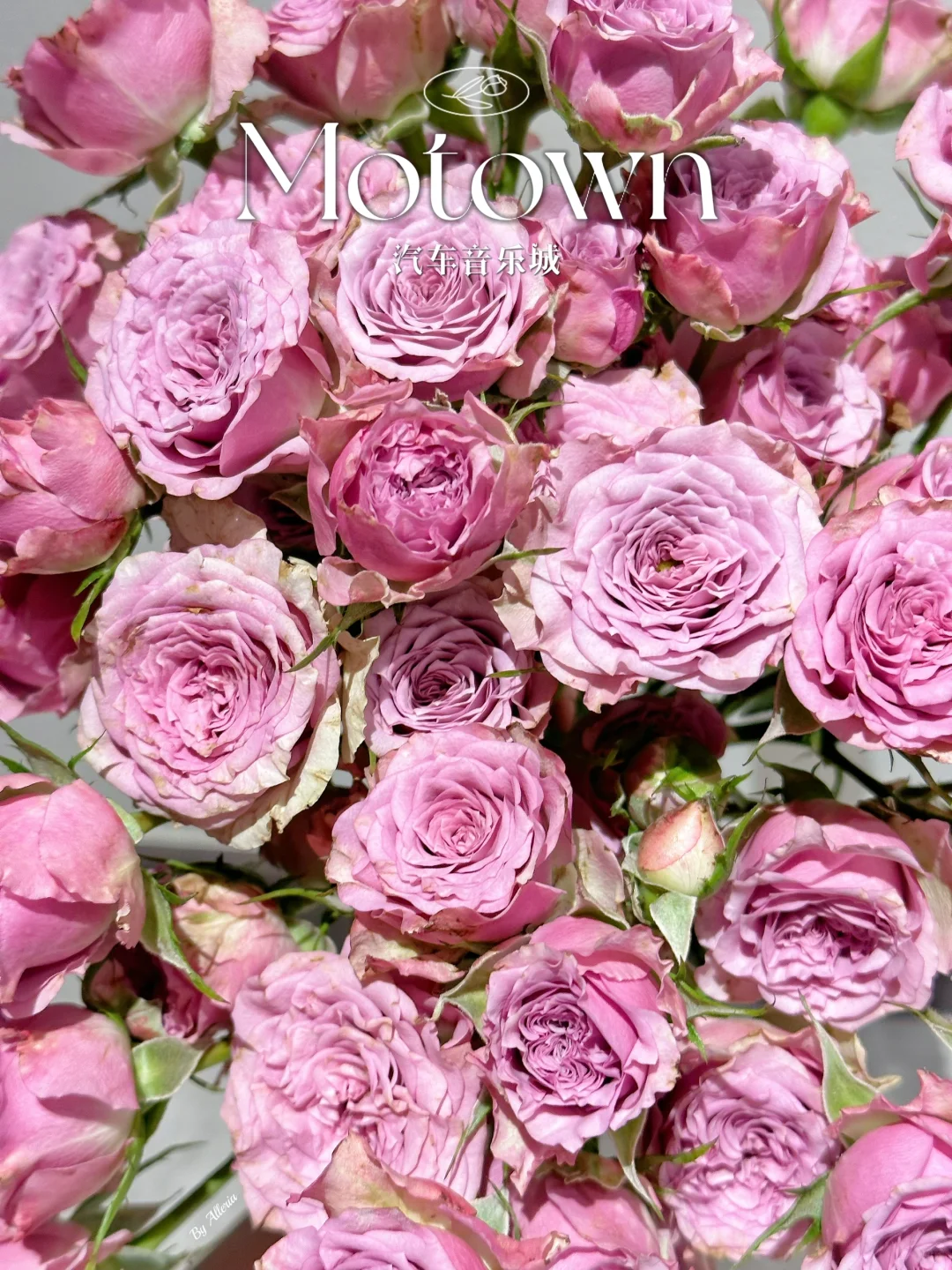 玫瑰｜汽车音乐城 Motown