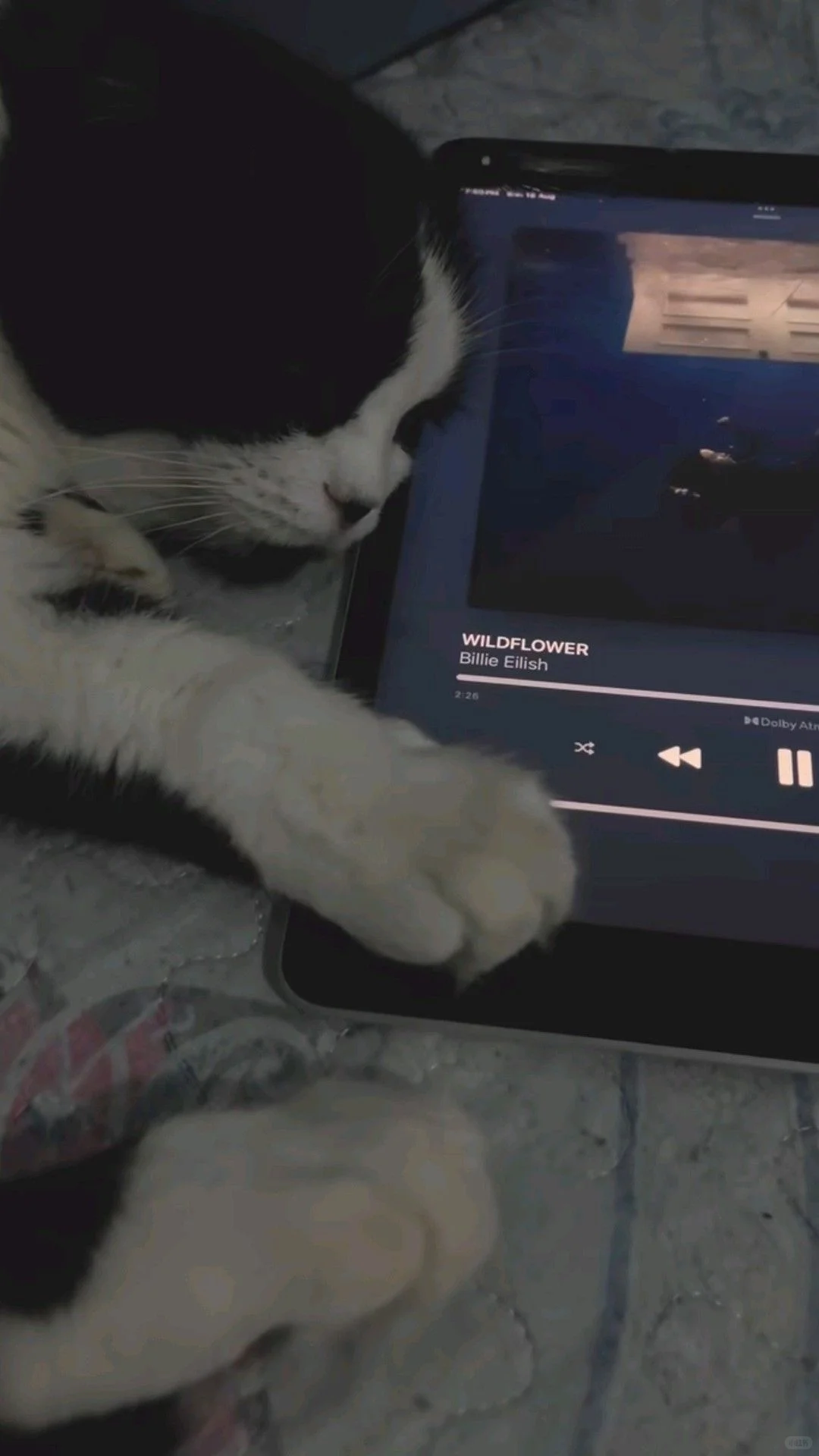 外国人近期最爱听的EMO神曲你听过了吗