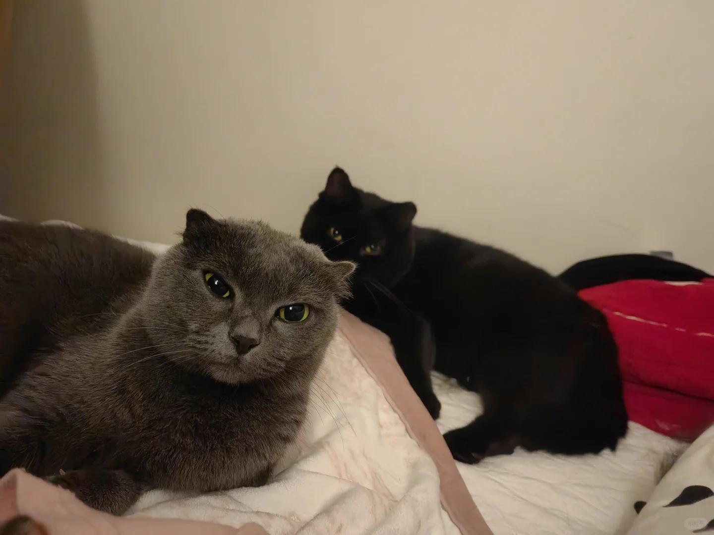 小猫咪的神仙友情