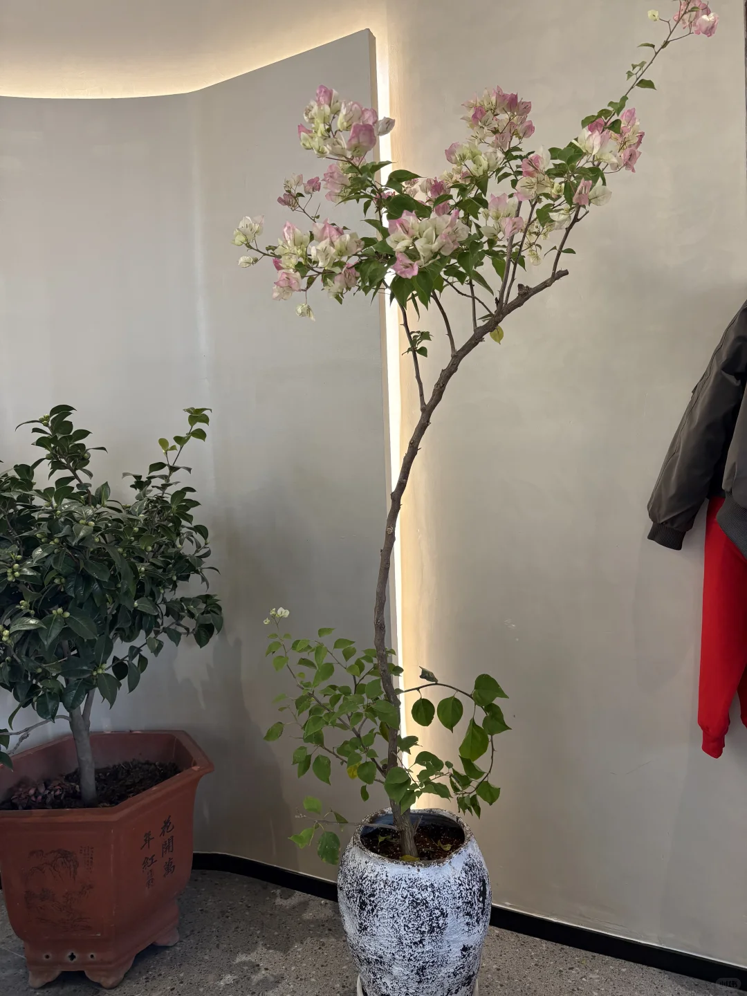 喜欢喝着咖啡听着老歌，可以发呆一下午