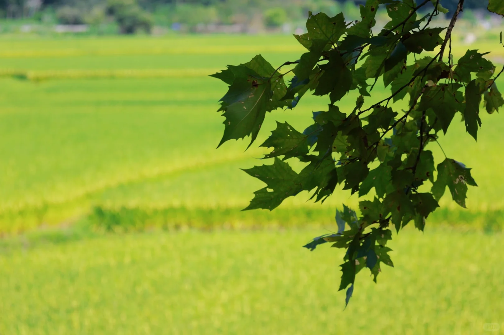 听到了一首真正的民谣