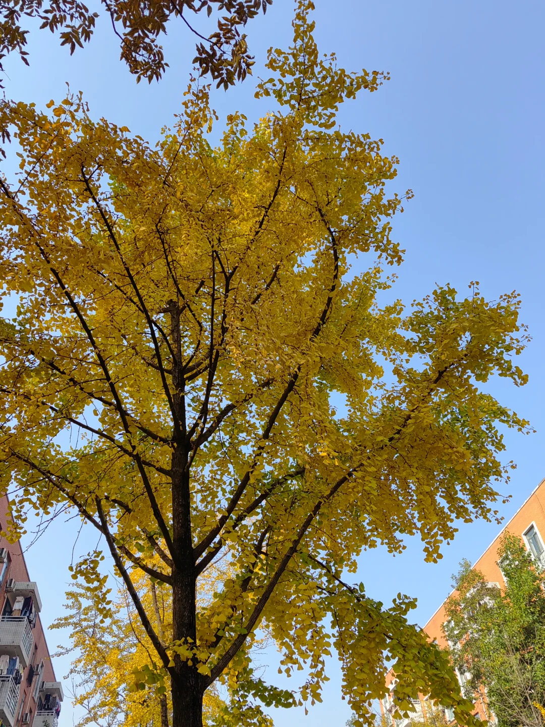 好久没有认真想起你了