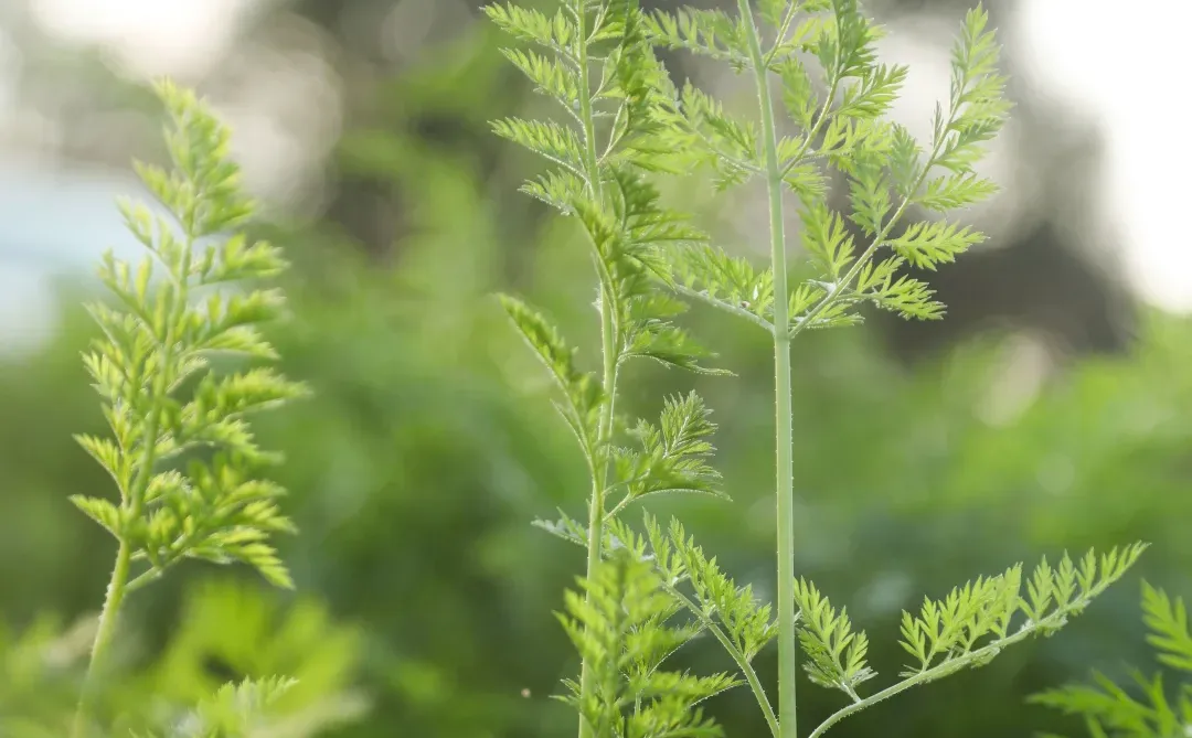活动招募｜田野里英语嬉游记 🌿