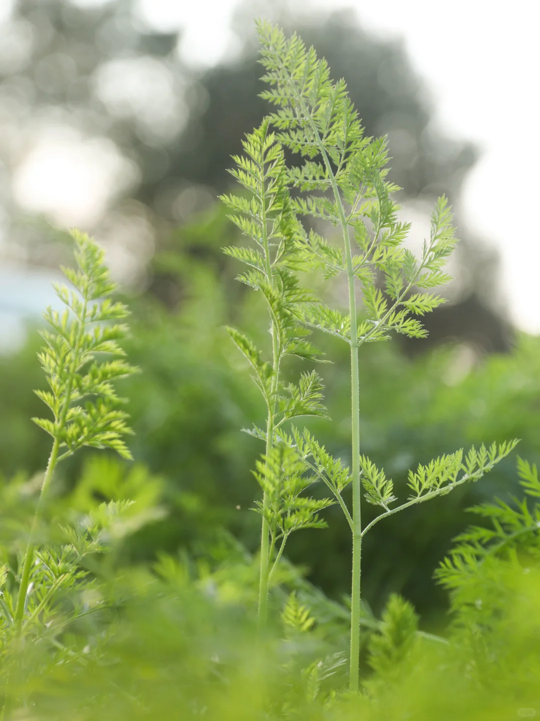 活动招募｜田野里英语嬉游记 🌿