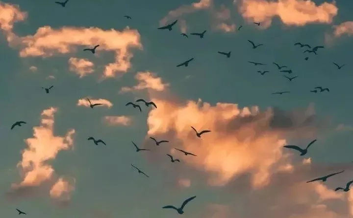 超好听的华语歌单列表🍃🍃