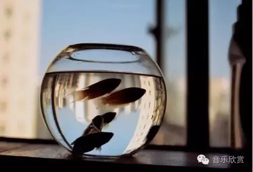 【华语经典】抒情伤感的《走着走着就散了》