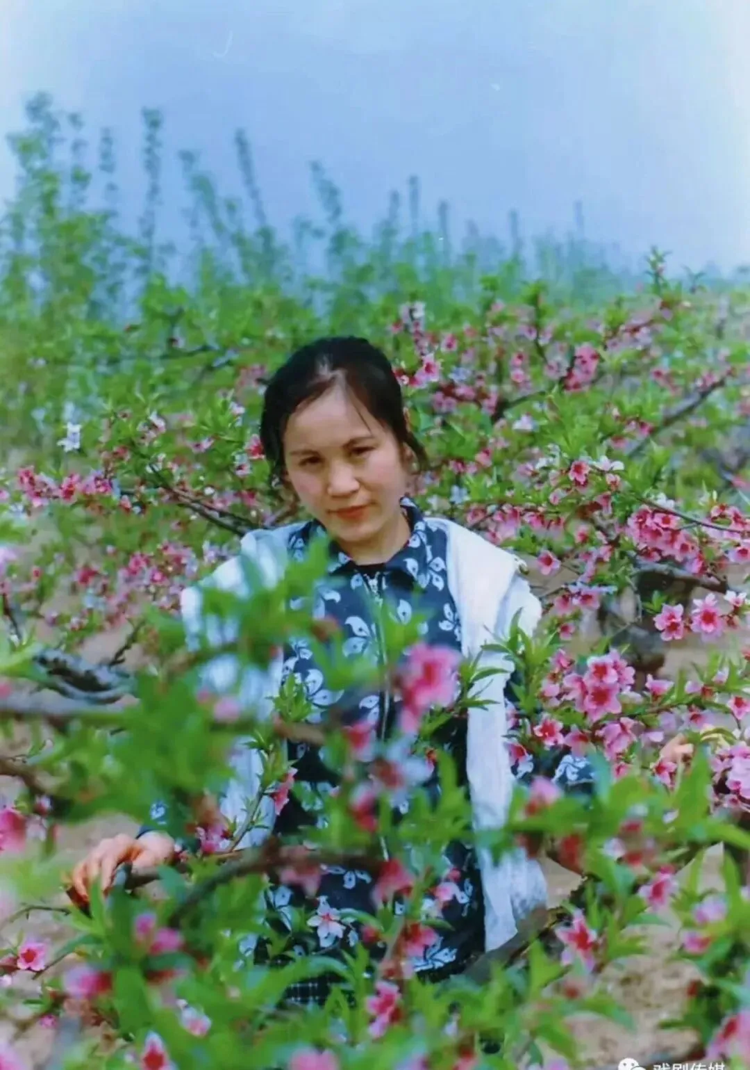 音频 | 歌曲《相约在花季》