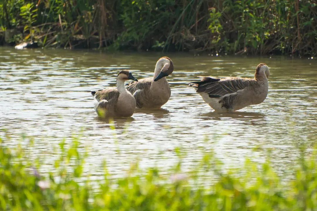 你见过歌曲中唱的《鸿雁》长什么样吗?