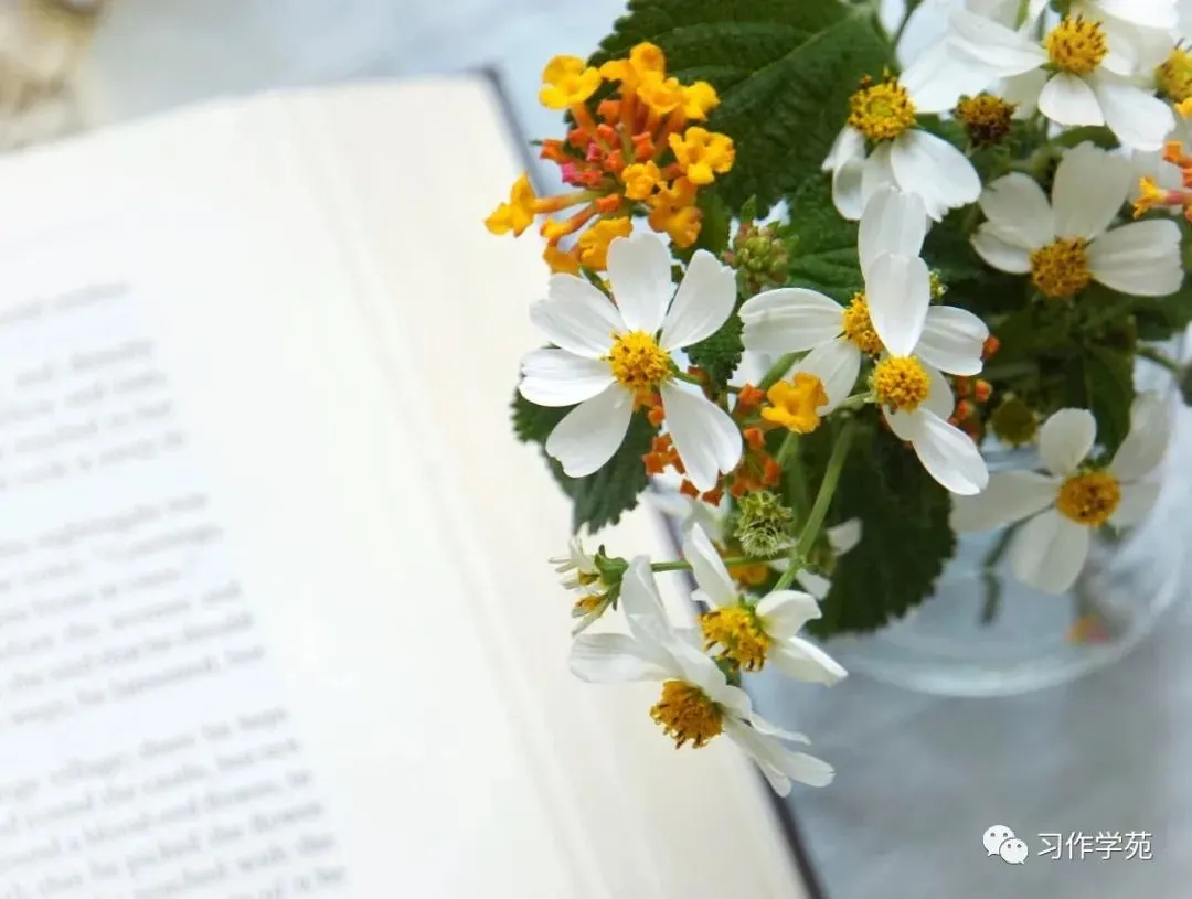 印象|茶花开了(歌曲 王睿卓)