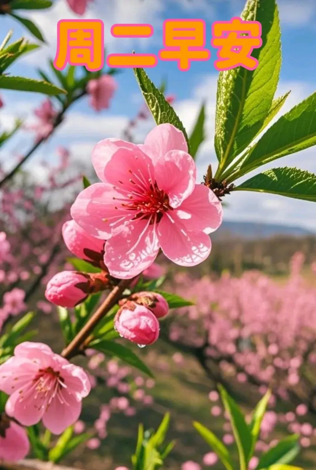 【老歌唤醒早安】《在哪桃花盛开的地方》:一曲故乡情,唤醒奋斗岁月的温暖记忆!