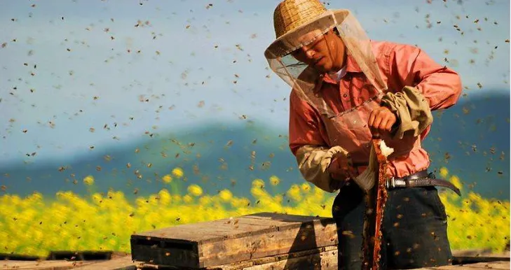 【歌曲歌词】宁清:放蜂人(歌词)