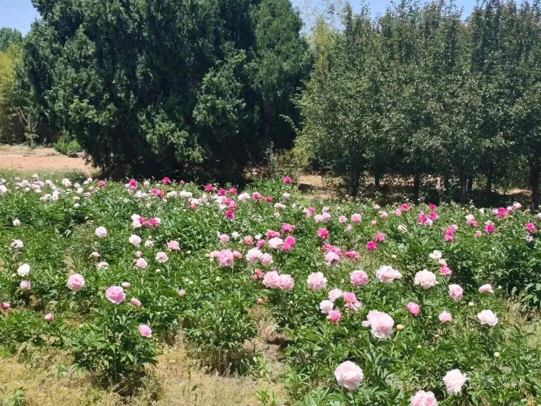 老歌新唱里的热爱:《又见山里红》的烟火共情