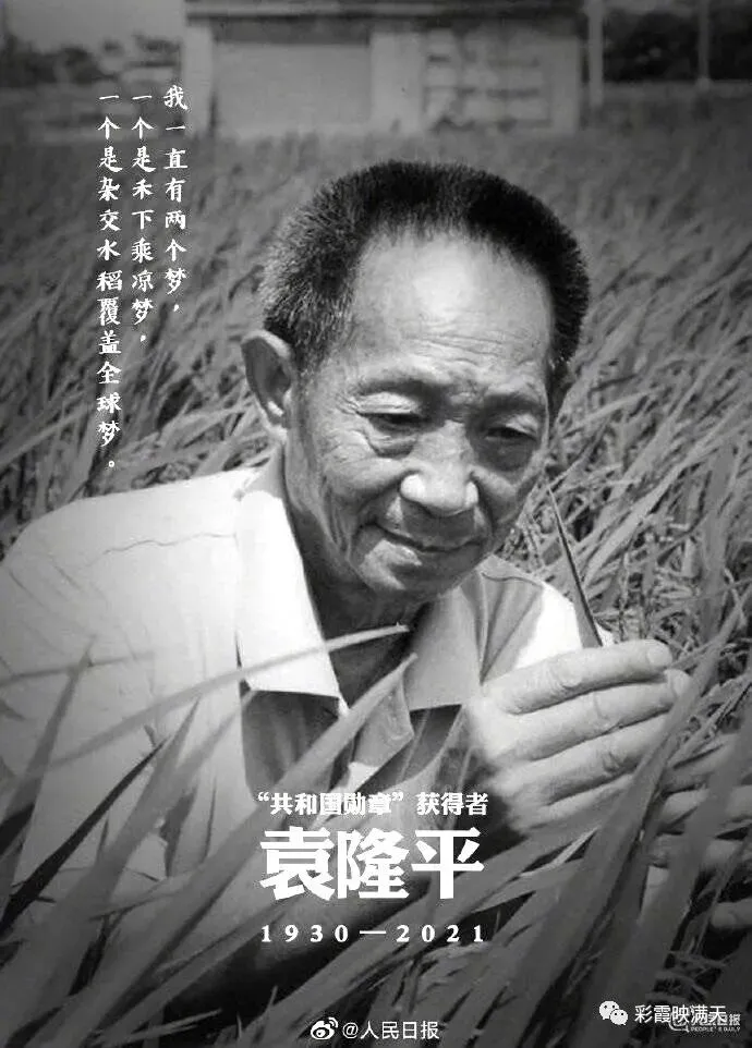 晓边如歌72.禾下乘凉