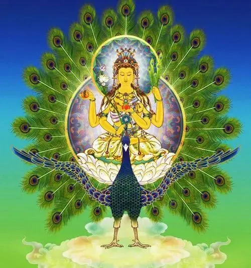 音频《孔雀明王歌》无上法音,百听不厌