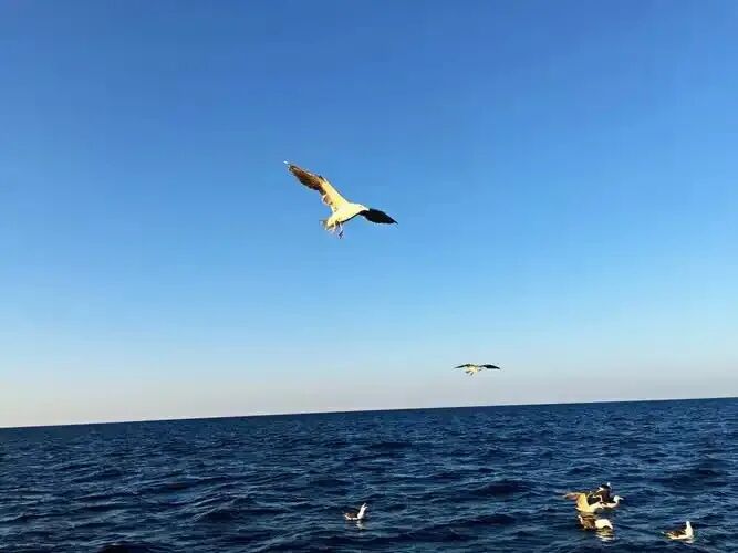 【每周一歌】海鸟跟鱼相爱,只是一场意外