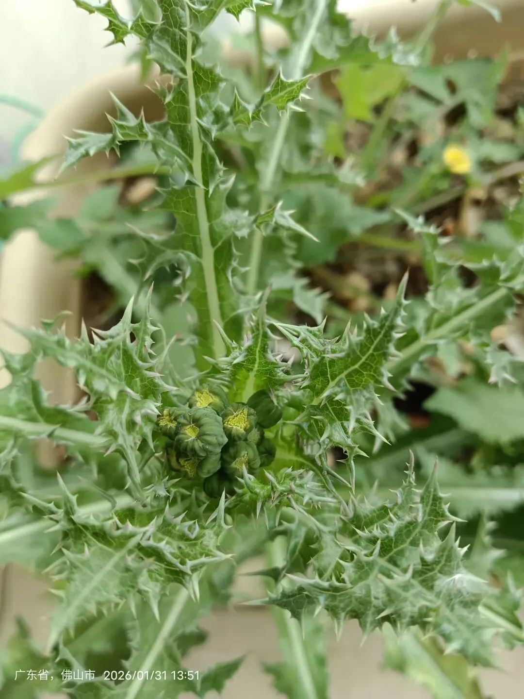 听首好听的歌+看看养眼的植物