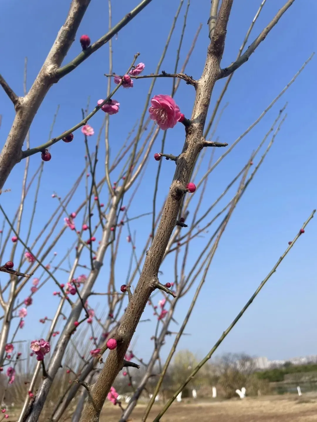 你最近循环播放的歌曲是哪首