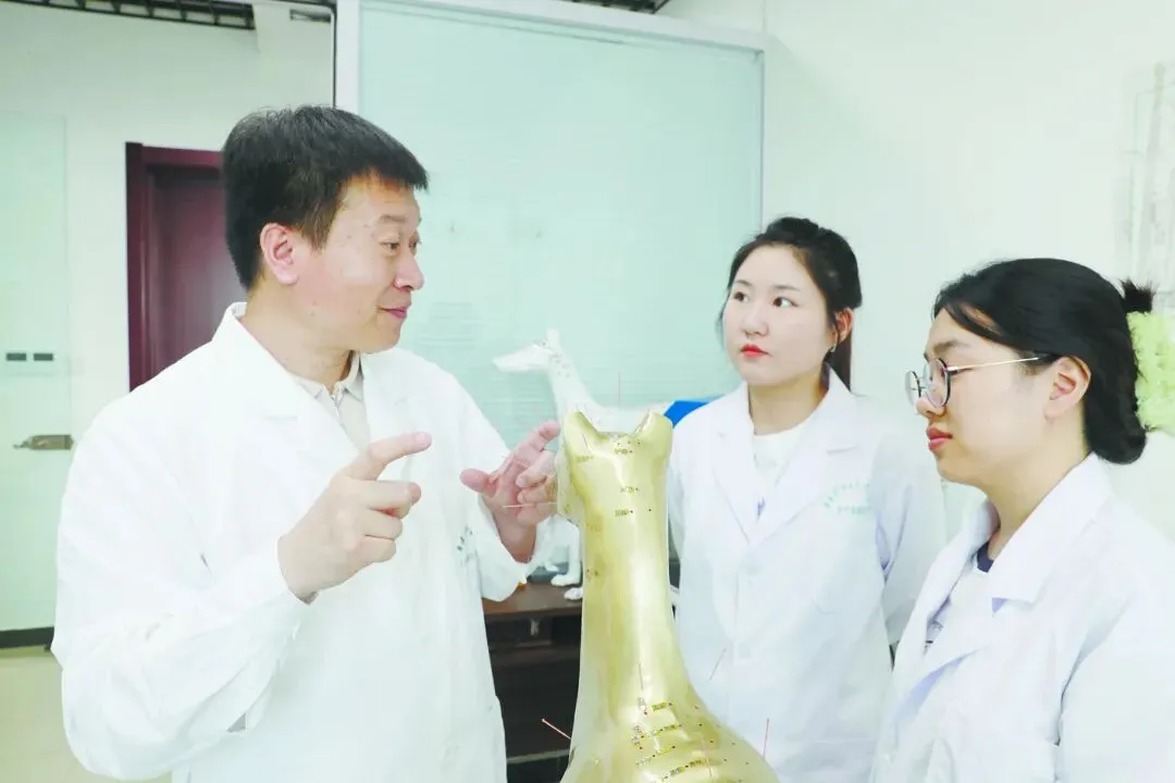 北京劳动者之歌|姜代勋:以智能针灸犬成果呈现传统中兽医智慧