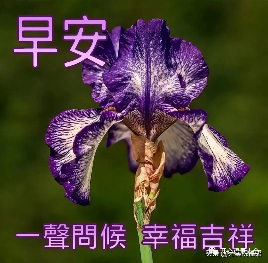 早上好,愿你的幸福如歌,唱出无限生机!早安