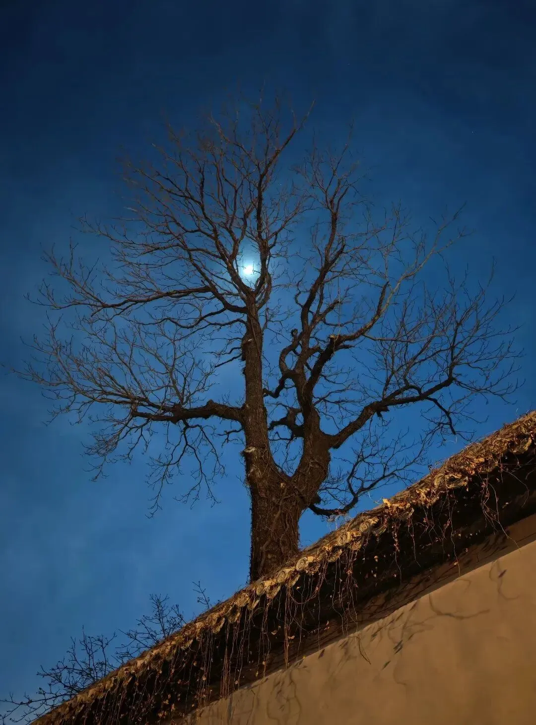 【歌曲欣赏】月光光,回家乡 作词/罗洪标(广东兴宁)