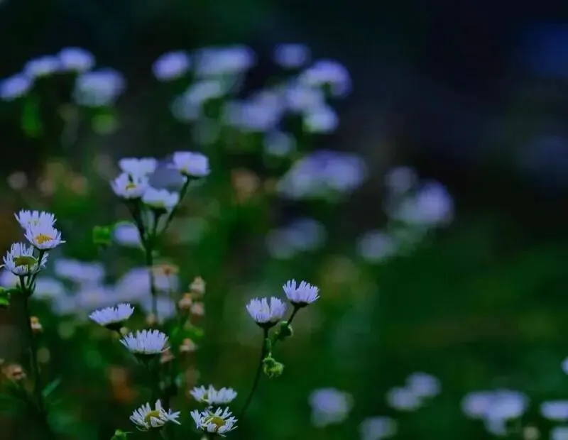 少儿歌曲《野菊花》清新优美的旋律,让人的心醉了!