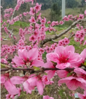 【歌曲歌词】余荣莹:桃花