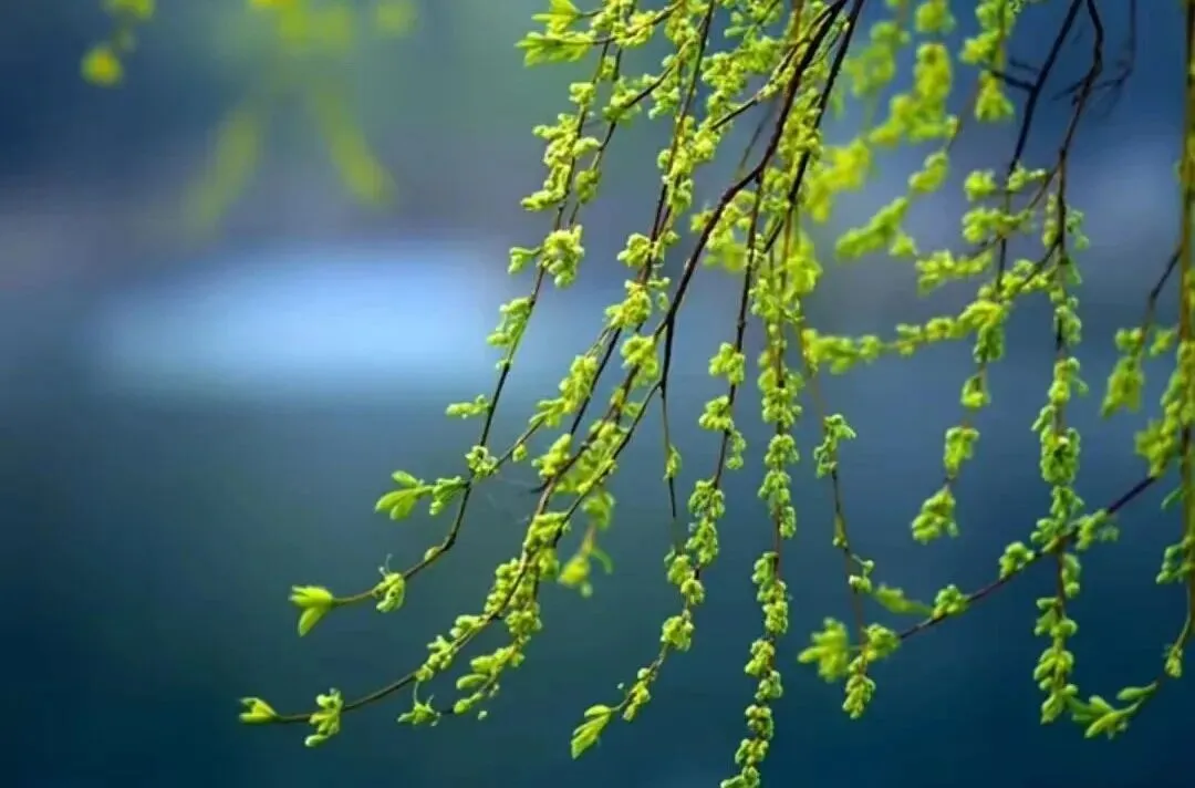 一首歌:《梦中的乡愁》