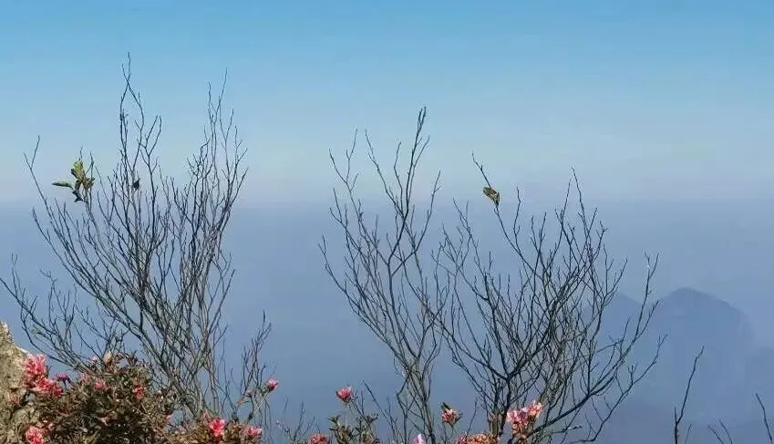 泰戈尔|你我之间的这种爱情,单纯如歌曲