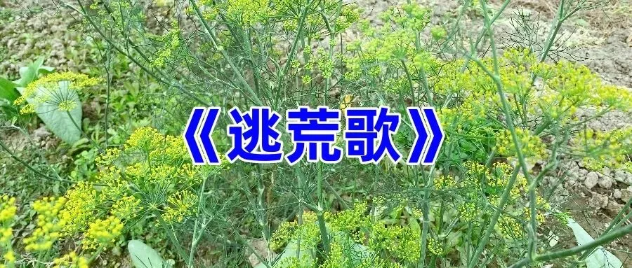 《逃荒歌》