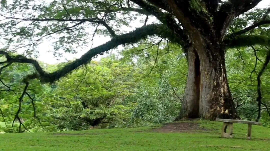 鲁源原创歌曲《歪歪树下情不老》创作感言