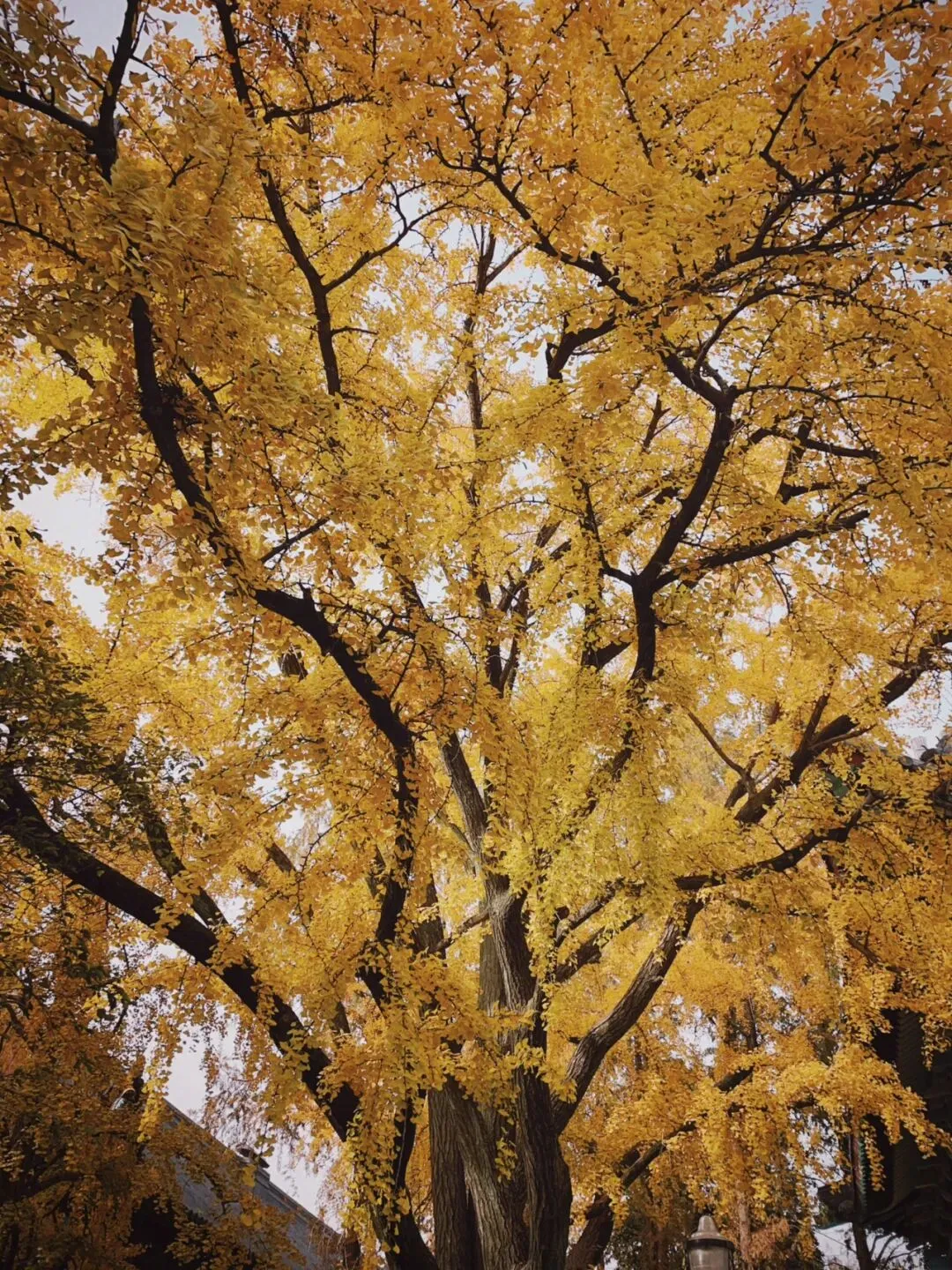 河流与自由之歌