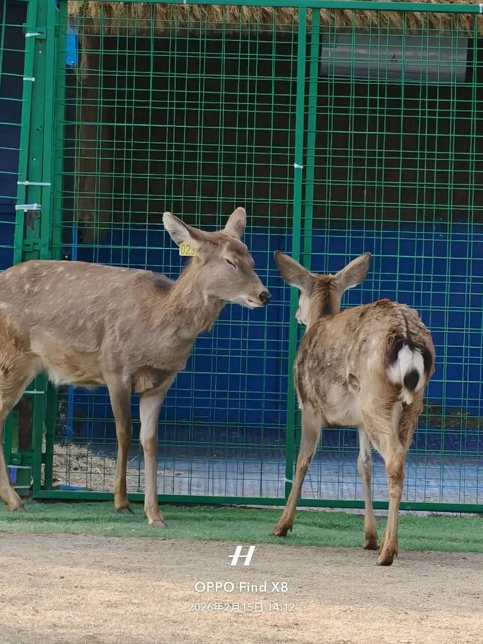 歌曲分享 | 岁月And如果可以