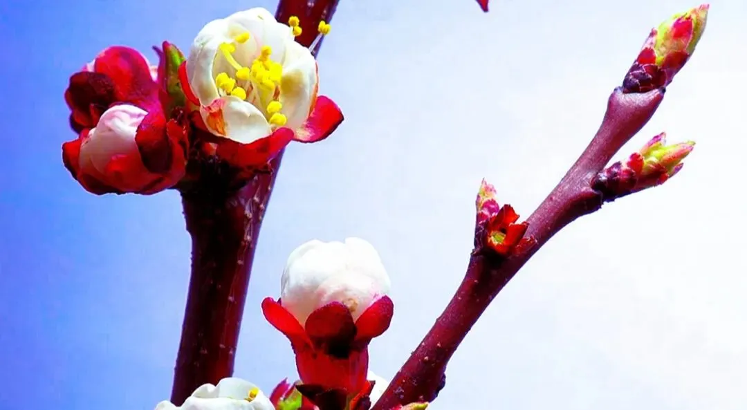 情在天地间,岁岁共长安——歌曲《情在天地间》创作随笔