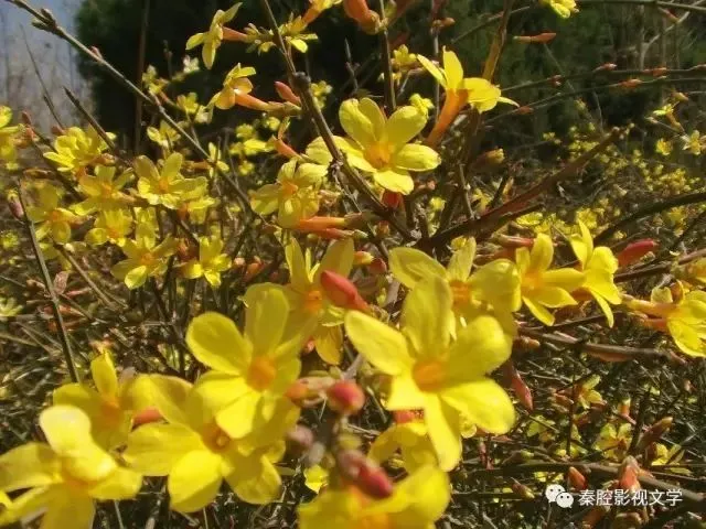 乡  情  (一)村家、白水歌曲