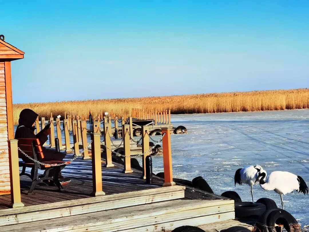 哈气成冰的扎龙:真实偶遇人鹤共情歌曲《松花江上》!