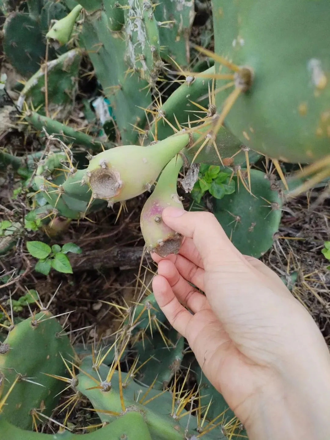 翻看春晚歌曲《你我经历着一刻》的歌词中,“就是现在”,今天刚好遇见了一丛仙人掌,那就享受当下的喜悦