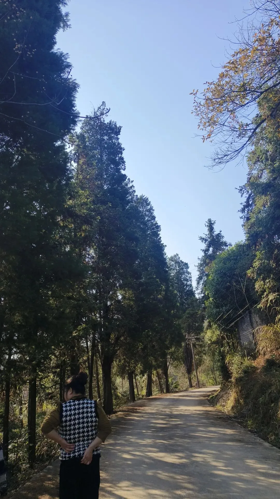 大年初四|阳光、歌间微风