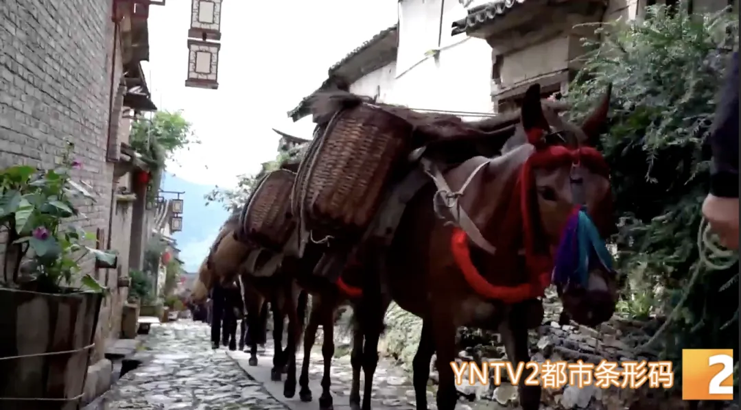 丙午马年,这些云南歌曲必须“马”住