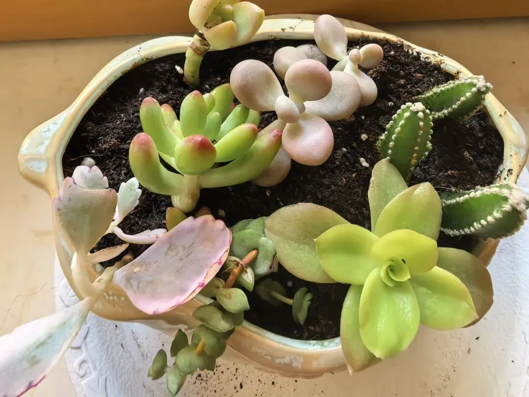 初七,老歌书,93年