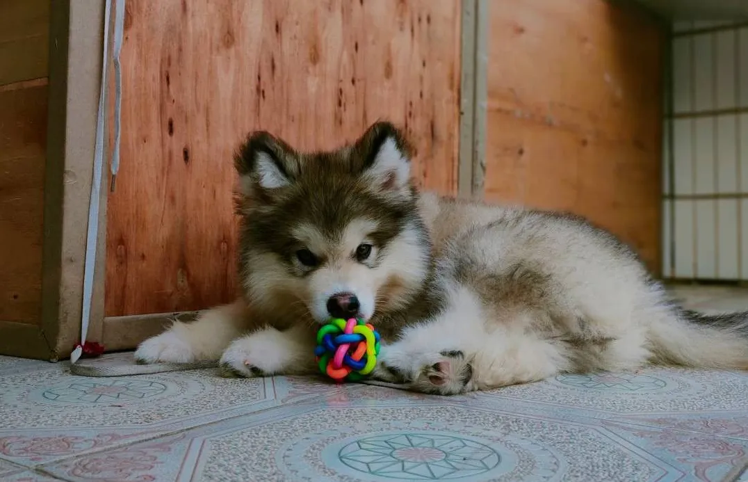 听一首歌 | “孤单小狗除了你什么都没有”