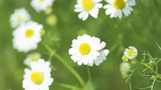 【聆听】一首老歌 一段回忆