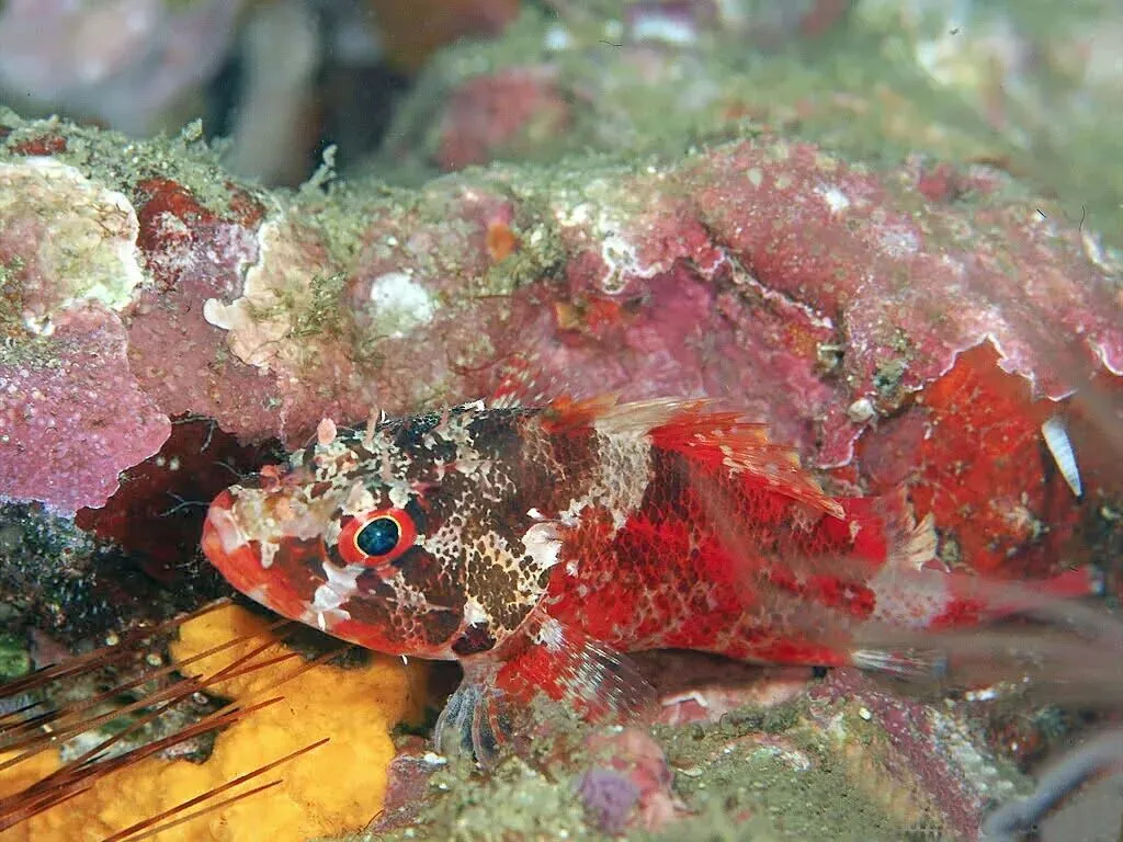 《心灵深处的歌》(2012年甘肃省中考满分作文)