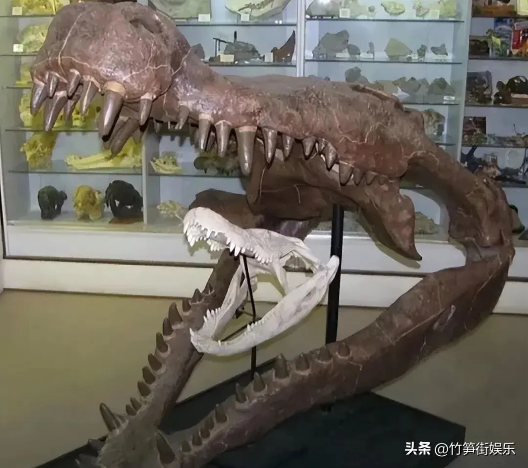 《岁月如歌 第三季  元古宙 在冰与火之间蹦迪》 第六章