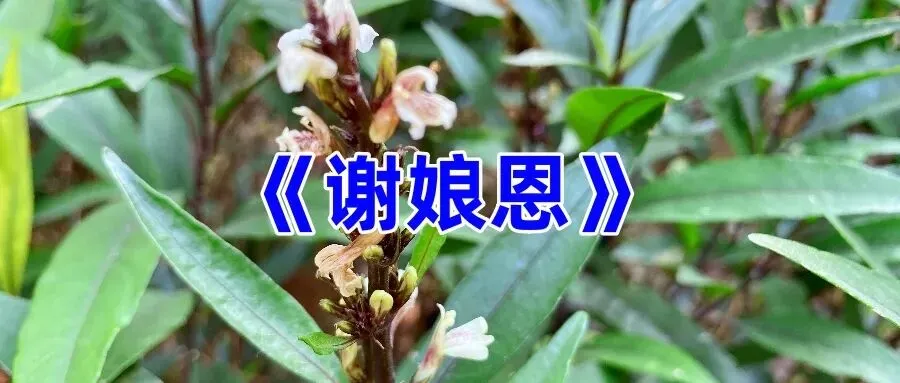 《谢娘恩》女儿哭嫁歌