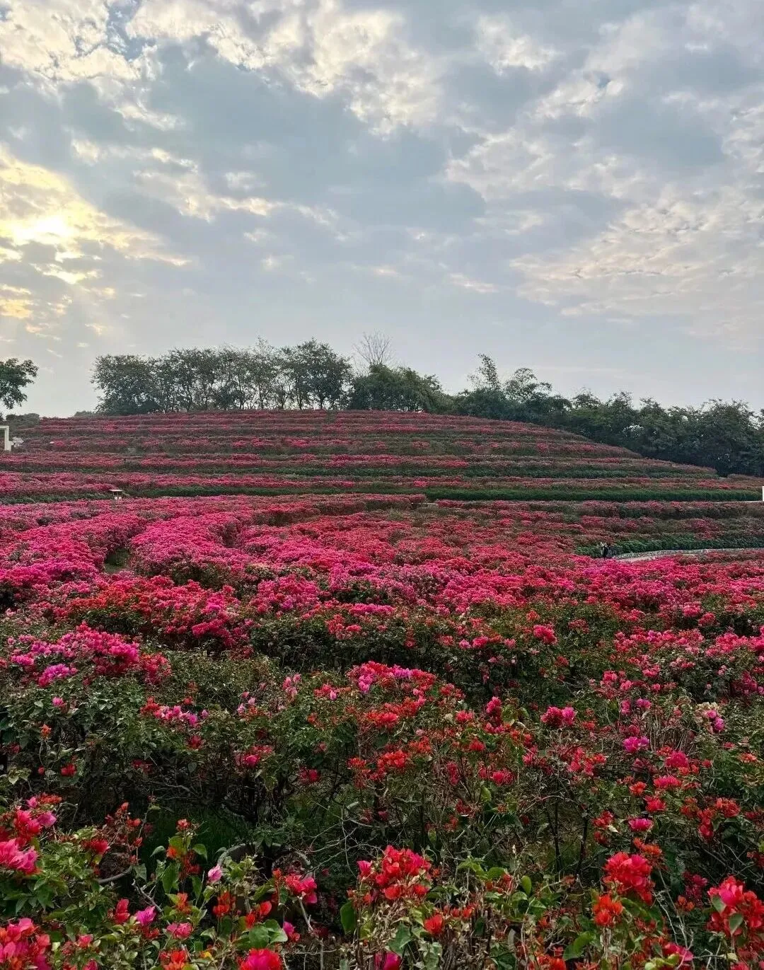 广西三月三,不只是歌节!南宁这9个赏花地,赴一场壮乡花海盛宴