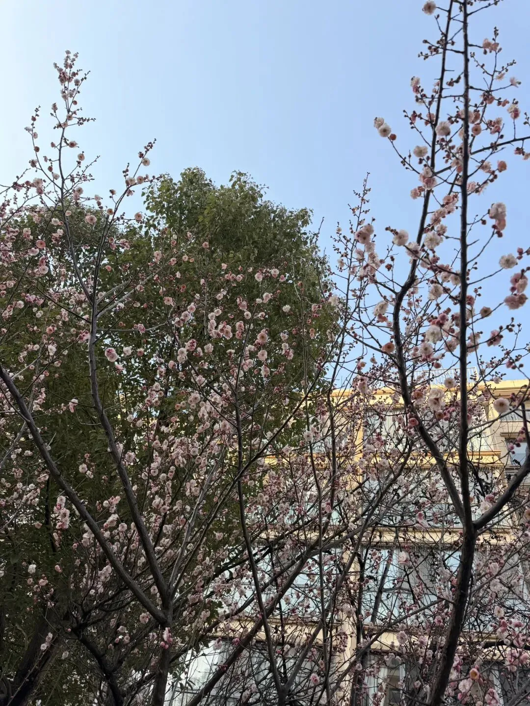 好听的歌曲:Lemon Tree(柠檬树)