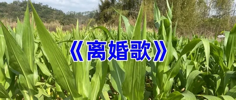 《离婚歌》十二月