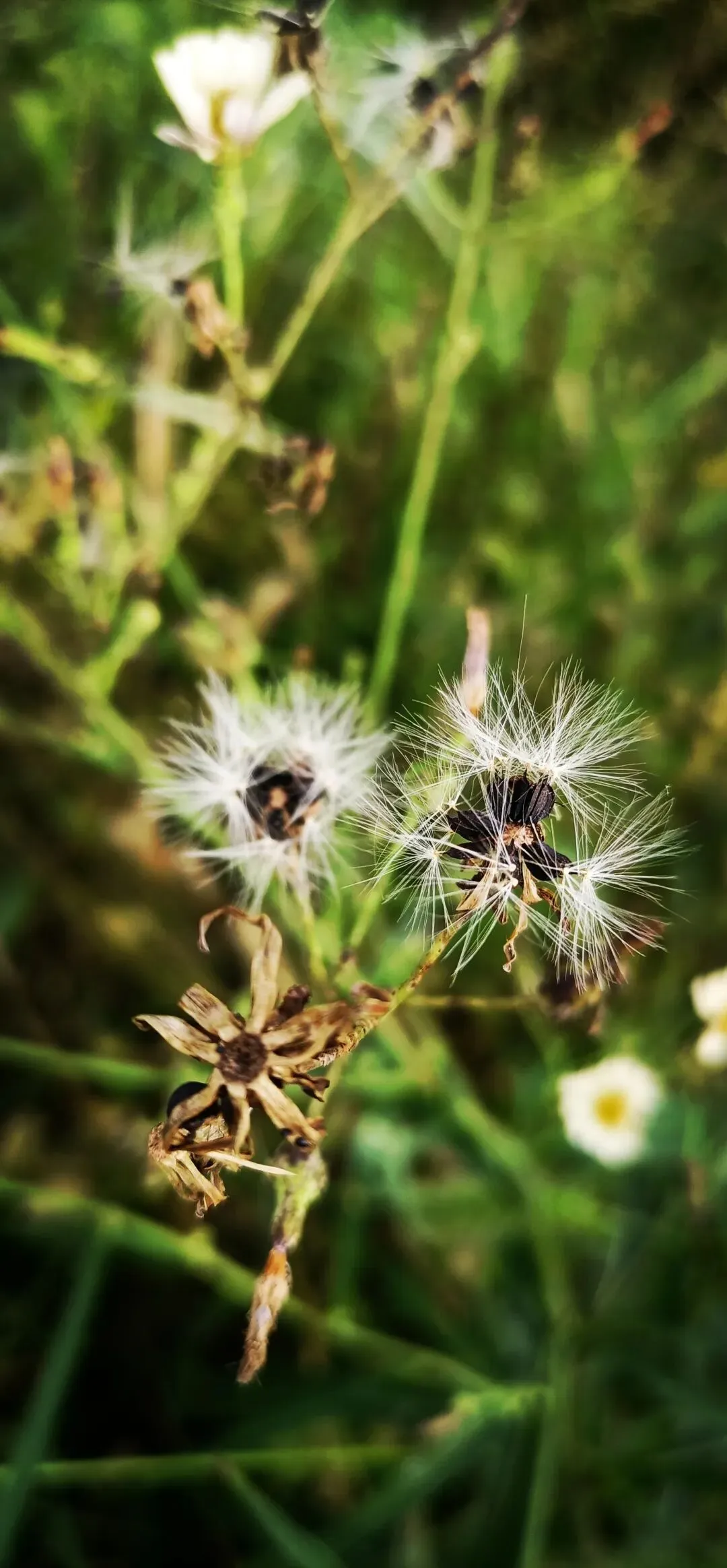 唱入内心的歌,我想一直循.
