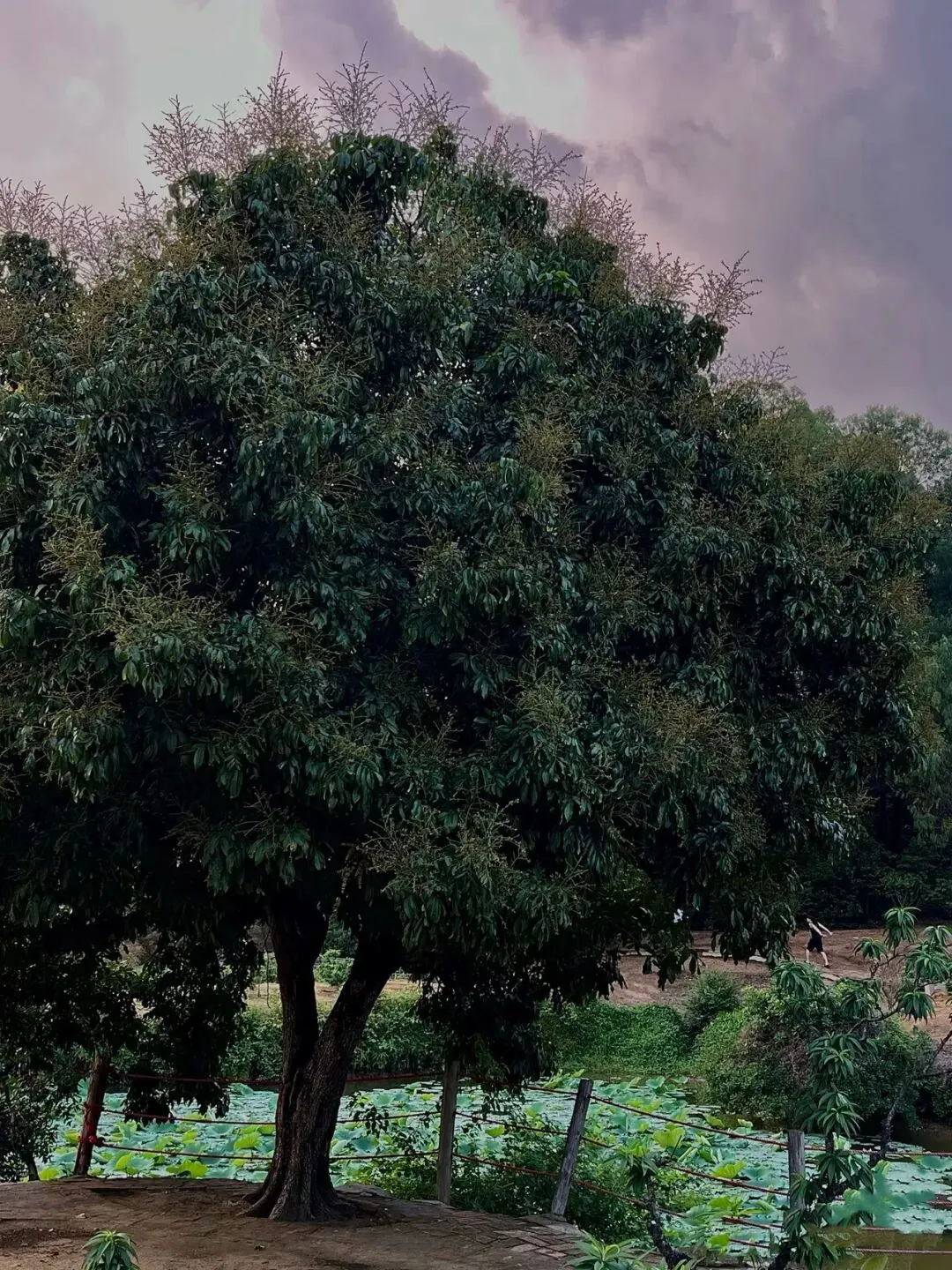 INFJ的人生之歌,听到就走不动路的那种